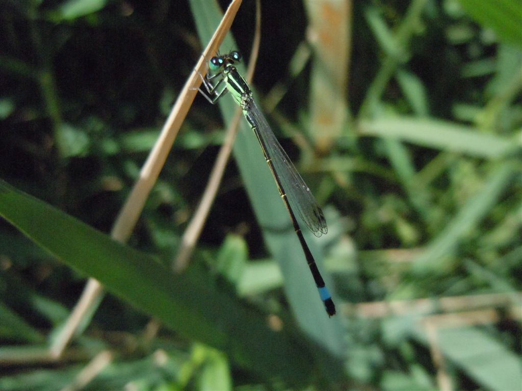 Ischnura a colori